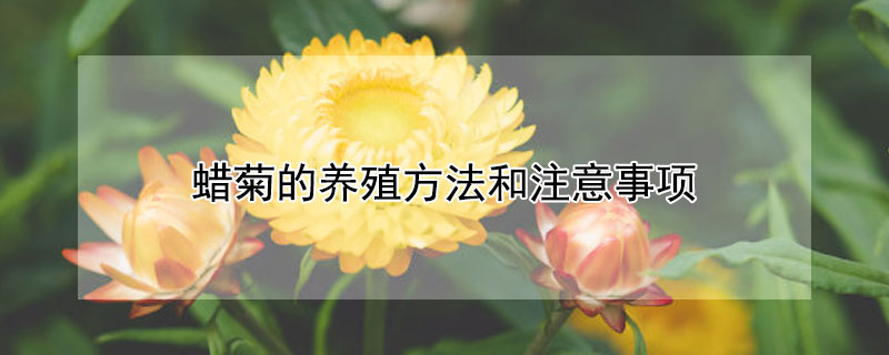 蜡菊的养殖方法和注意事项 蜡菊冬天怎样养