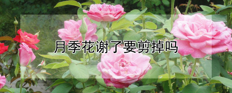 月季花谢了要剪掉吗