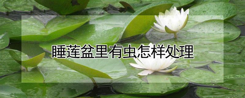 睡莲盆里有虫怎样处理（睡莲盆里有好多白色的虫子）