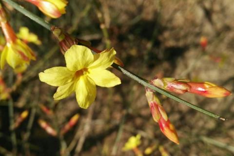 迎春花根会不会发芽