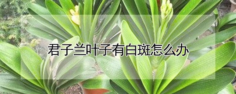 君子兰叶子有白斑怎么办 君子兰叶子有白色斑点