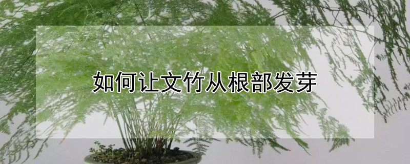 如何让文竹从根部发芽 怎样让文竹从根部发芽