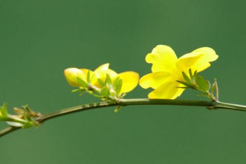 迎春花的栀子干了怎么办