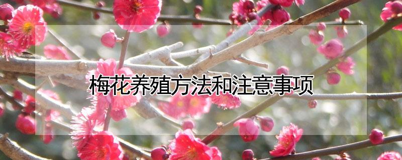 梅花养殖方法和注意事项 梅花的养殖方法梅花的养护知识