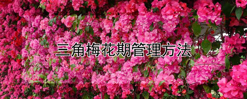 三角梅花期管理方法（三角梅花期养护）