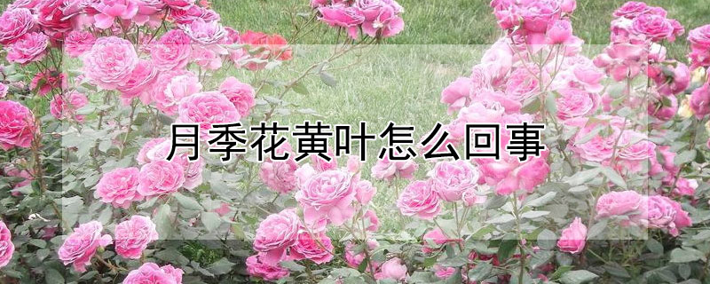 月季花黄叶怎么回事 月季花黄叶子是怎么回事