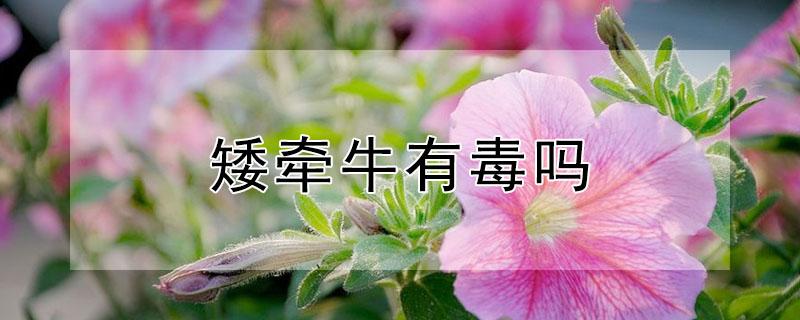 矮牵牛有毒吗（矮牵牛有毒吗吃了咋办）