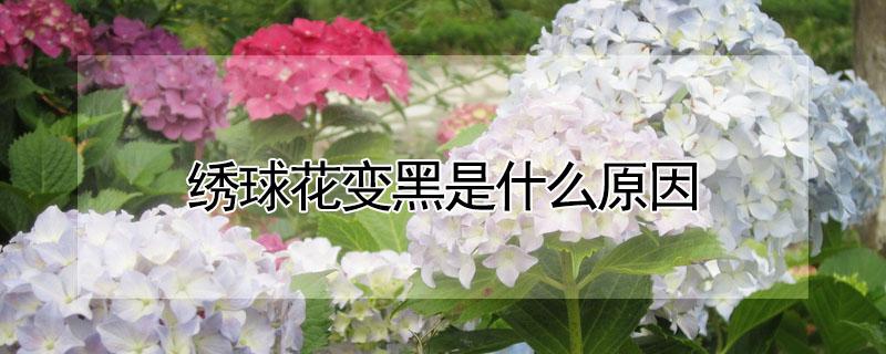 绣球花变黑是什么原因 绣球花苞变黑