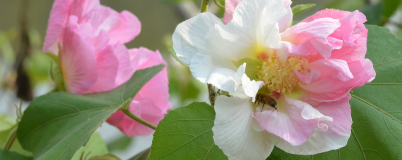 芙蓉花谢了怎么样修剪 芙蓉花期过了怎么修剪