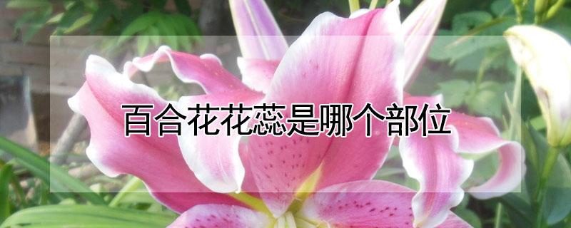 百合花花蕊是哪个部位（百合花的花蕊是什么样子）