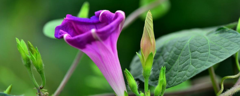 牵牛花怕雨水吗 牵牛花能淋雨水吗