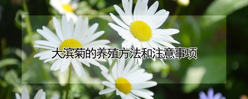 大滨菊的养殖方法和注意事项（大花滨菊养护）