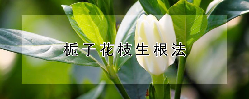 栀子花枝生根法 栀子花发根