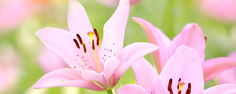 百合花花期几天（百合花花期多少天）