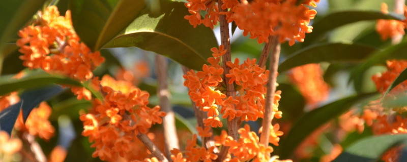 桂花叶子硬硬的原因（桂花叶子干硬为什么）