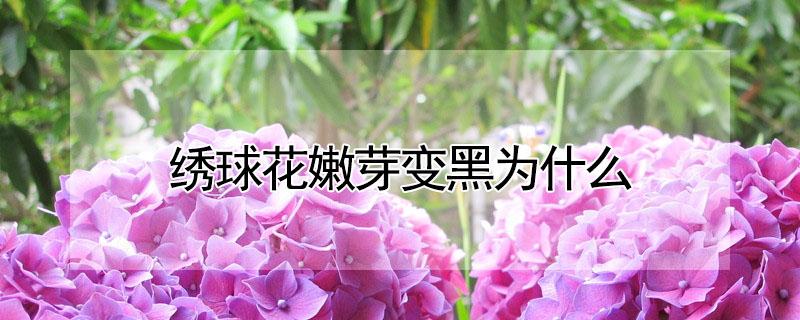 绣球花嫩芽变黑为什么 绣球花的芽发黑