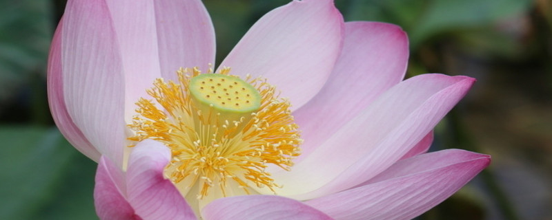 夏天有代表性的花有哪些（夏天有什么代表性的花）