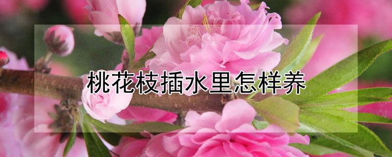 桃花枝插水里怎样养（桃花枝插在水里需要注意什么）