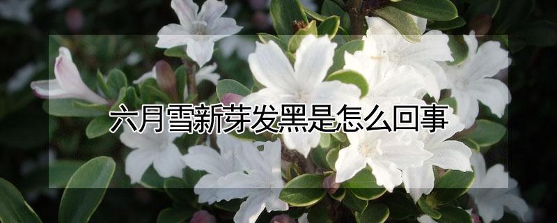 六月雪新芽发黑是怎么回事 六月雪嫩芽长不大就变黑