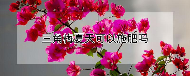 三角梅夏天可以施肥吗（三角梅夏天要不要施肥）