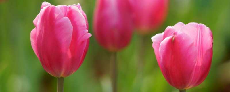 郁金香鲜花怎么剪 郁金香花朵怎么剪