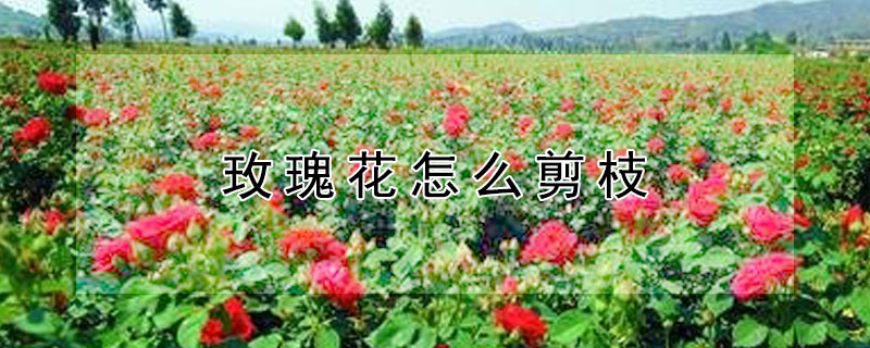 玫瑰花怎么剪枝（玫瑰花怎么剪枝栽培）