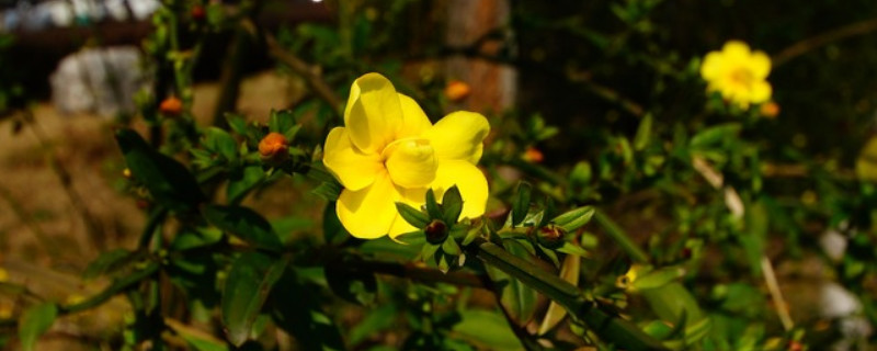 迎春花花瓣是什么形状 迎春花瓣的形状