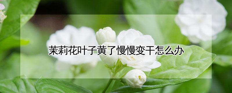 茉莉花叶子黄了慢慢变干怎么办 茉莉花叶子发黄干枯