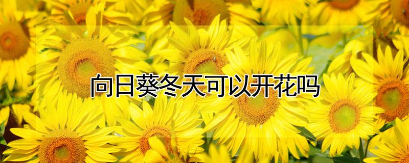 向日葵冬天可以开花吗 向日葵会在夏天开花吗