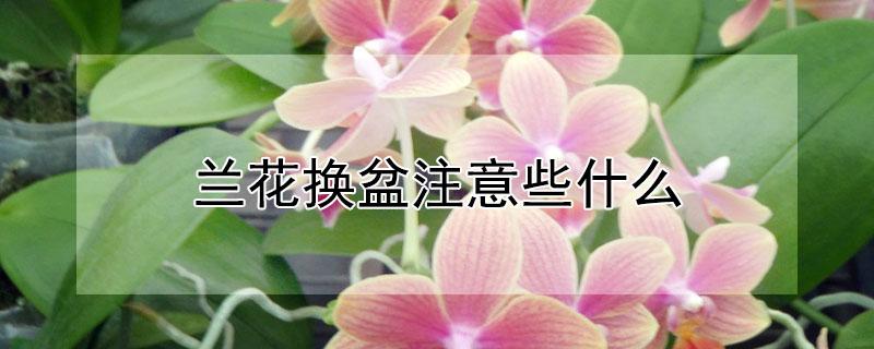 兰花换盆注意些什么 兰花换盆技巧