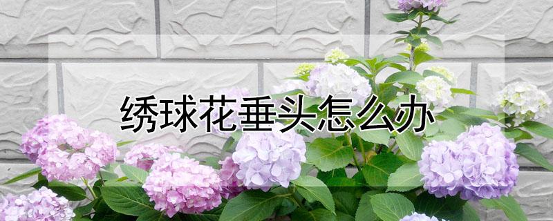 绣球花垂头怎么办（绣球花花垂下来了怎么办）