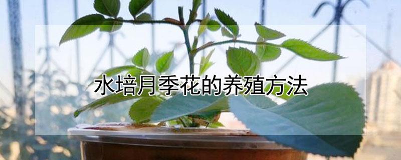 水培月季花的养殖方法