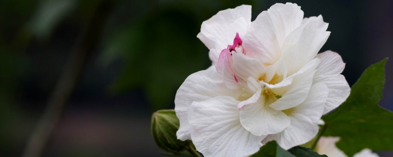 芙蓉花如何换盆浇水养护 芙蓉花怎么养浇水