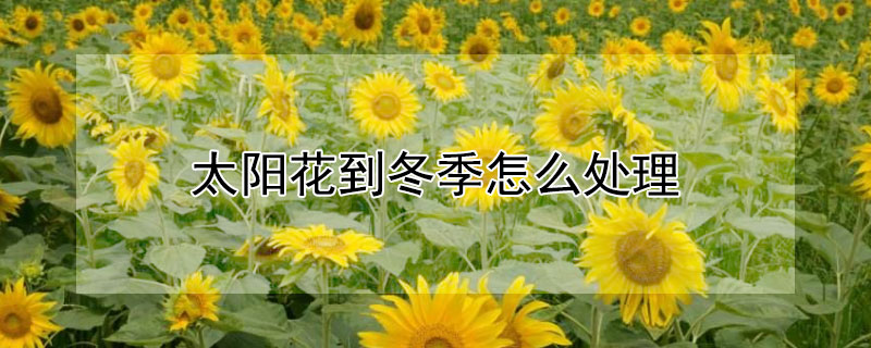 太阳花到冬季怎么处理 太阳花到冬季怎么处理宿梗