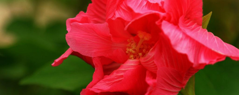 芙蓉花和芙蓉树一样吗（芙蓉树的花）