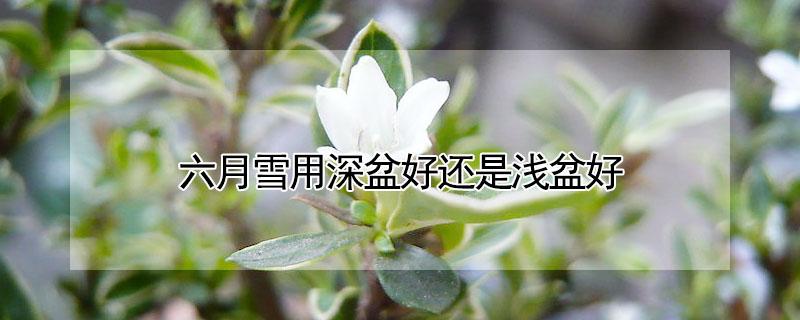 六月雪用深盆好还是浅盆好 六月雪用大盆还是小盆栽种