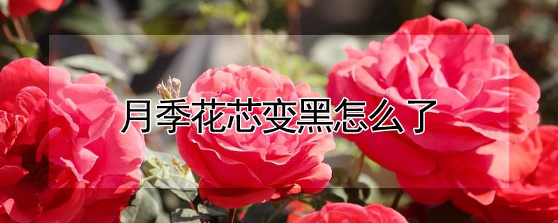 月季花芯变黑怎么了（月季花苞变黑）