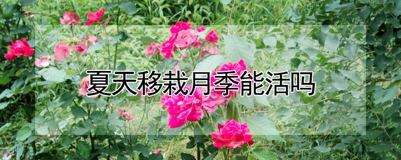 夏天移栽月季能活吗（冬天移栽月季能活吗）