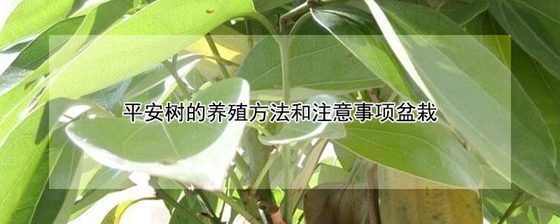 平安树的养殖方法和注意事项盆栽 平安树的养殖方法和注意事项盆栽 花草