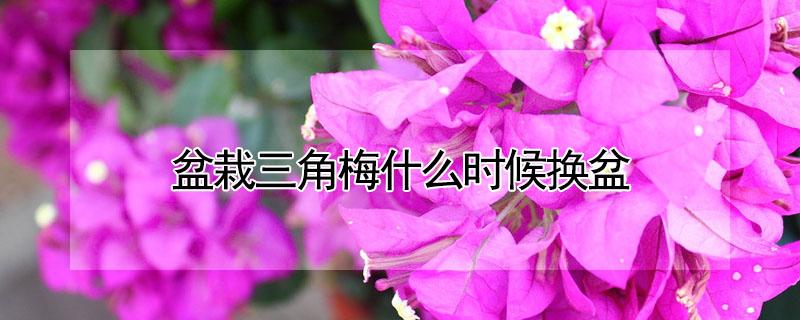 盆栽三角梅什么时候换盆（三角梅什么季节可以换盆）