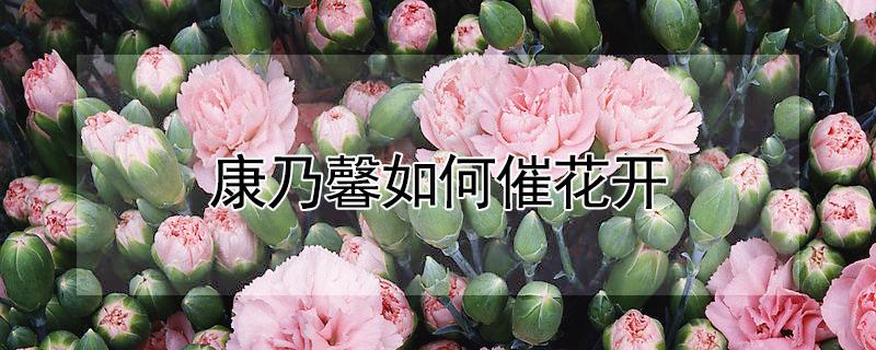 康乃馨如何催花开（康乃馨快速开花）