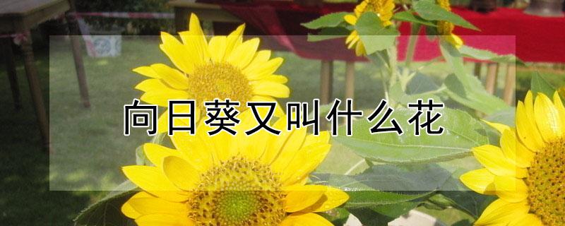 向日葵又叫什么花 向日葵花又叫什么花