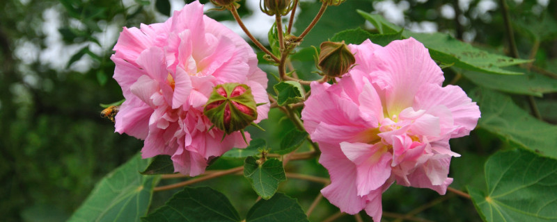 芙蓉花花期多长（芙蓉花的花期主要在哪几个月）