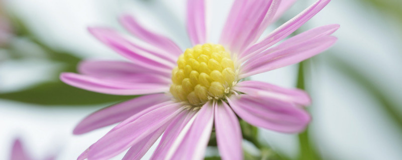 菊花浇水过多怎么办 菊花可以多浇水吗