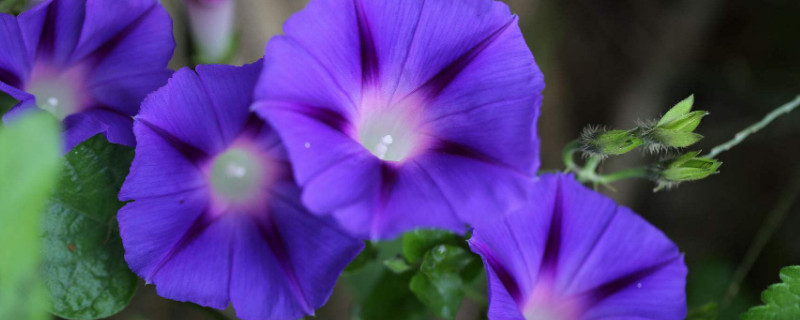 牵牛花是一天开一天落吗（牵牛花在一天当中什么时候开花）