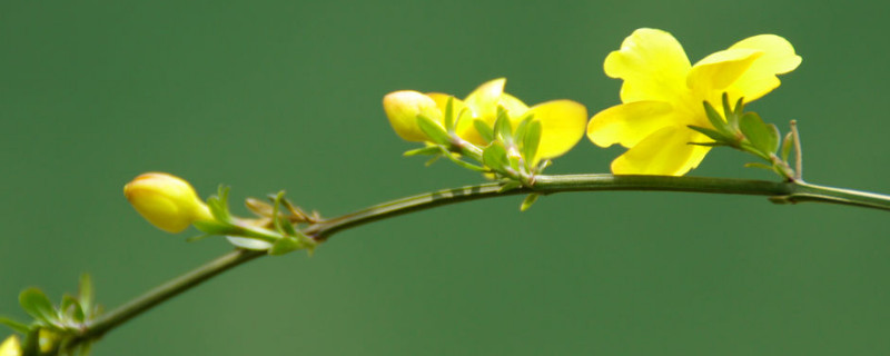 迎春花冬季能栽活吗（冬天移栽迎春花能活吗）