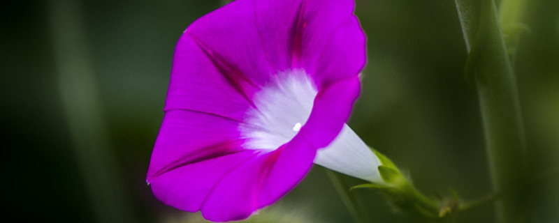 怎么种牵牛花的种子 牵牛花养殖:牵牛花传播种子的方法