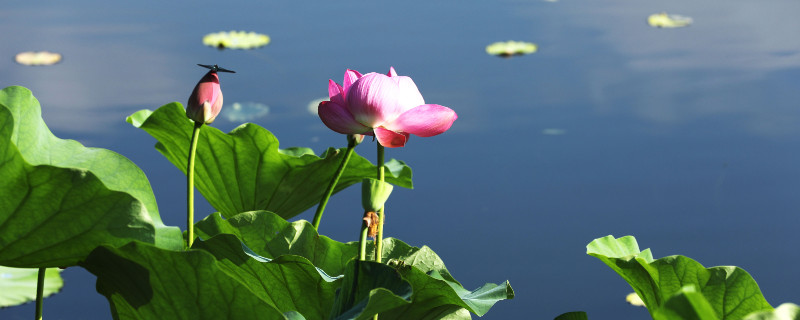 水养荷花家庭怎么养