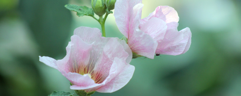 芙蓉花叶子卷边是什么原因 芙蓉卷叶是什么毛病