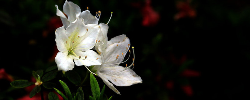 杜鹃花怎么开花快 杜鹃花怎么能开花